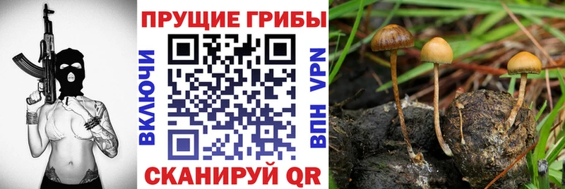 MEGA рабочий сайт  наркота  Кондопога  Псилоцибиновые грибы Magic Shrooms 